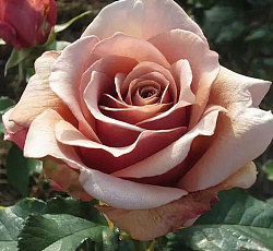 Роза (флорибунда) - Мокароза (Люкс)