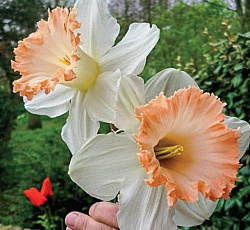 Нарцисс (Трубчатый) - Бритиш Гэмбл (Люкс)