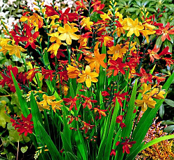 Крокосмия - Смесь окрасок