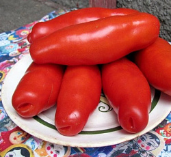 Томат Жиголо