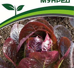 Салат Мунред (кочанный)