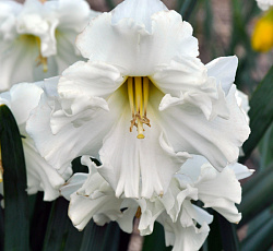 Нарцисс (С расщепленной коронкой) - Колбланк (Люкс)