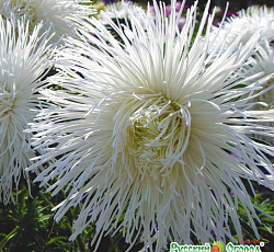 Астра Жемчуг Русский размер