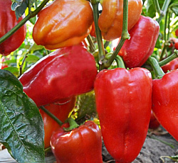 Перец сладкий Ростовский юбилейный