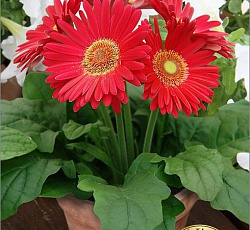 Гербера горшечная Колорблум Черри Лайт Ай