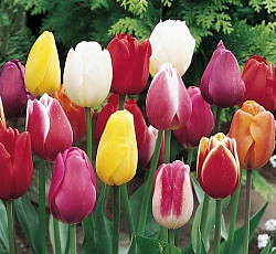 Тюльпан (Триумф) - Смесь окрасок