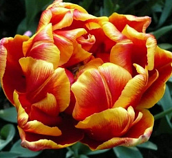 Тюльпан (Махровый ранний) - Силеста