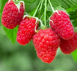 Малина (перспективная) - Гордость России