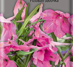 Дельфиниум крупноцветковый Розовая бабочка