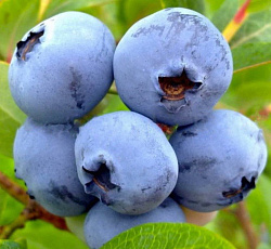 Голубика (высокорослая) - Эрлиблю