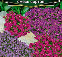 Обриета Гранд каскад смесь сортов