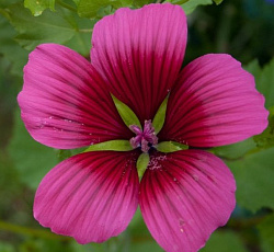 Малопа Пурпурея