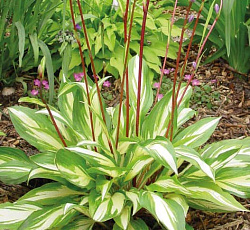 Хоста (гибридная) - Черри Берри