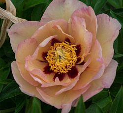 Пион (ИТО-гибрид) - Пастель Сплендор (Люкс)