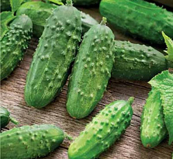 Огурец Малосольный F1