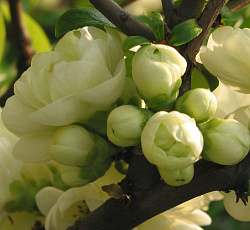 Айва красивая - Юкиготен