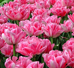 Тюльпан (Махровый ранний) - Фокстрот