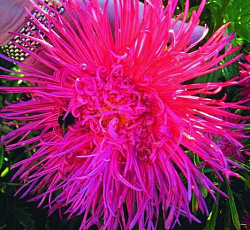 Астра Турмалин Русский размер