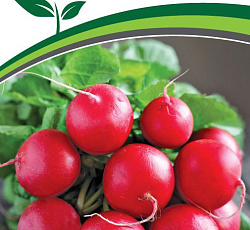 Редис Дуся F1