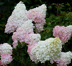 Гортензия метельчатая (Патио) - Литтл Блоссом (Люкс)