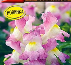 Львиный зев (Антирринум) Кракл энд поп эпплблоссом F1