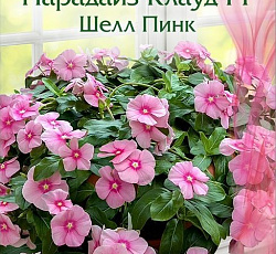 Катарантус Парадайз Клауд Шелл Пинк F1