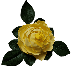 Роза водоплавающая Желтая