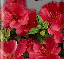 Годеция крупноцветковая Лава