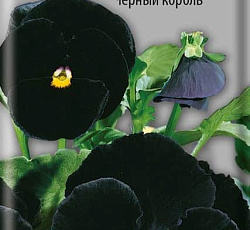 Анютины глазки Черный Король