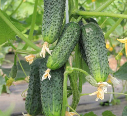 Огурец Теща F1