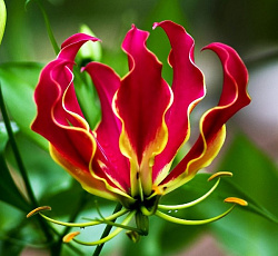 Глориоза великолепная Сердце Африки