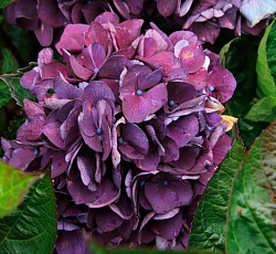 Гортензия (крупнолистная) - Грандмонт