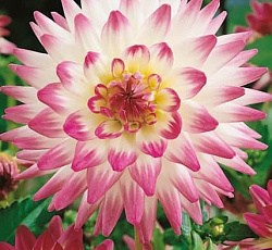 Георгина (полукактусовая) - Джура