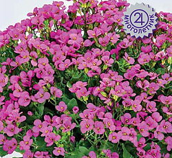 Арабис кавказский Шарм Пинк