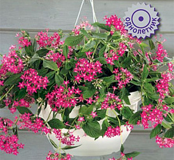 Пентас ампельный Граффити Фолс Роуз