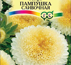 Астра Пампушка Сливочная