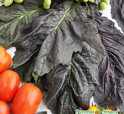 Горчица F1 Русский Размер