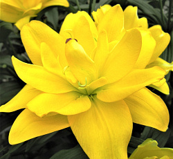 Лилия (азиатская махровая) - Йеллоу Беллиз