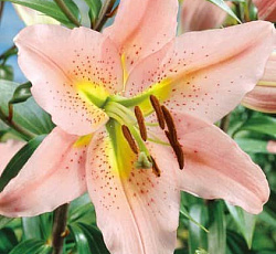 Лилия (ОТ-гибрид) - Сабанета