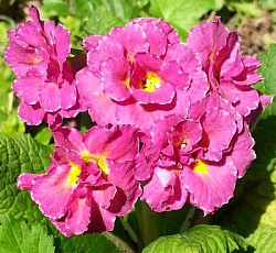 Примула Розанна розовая F1 (махровая)