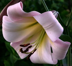 Лилия (ОТ-гибрид) - Истерн Мун