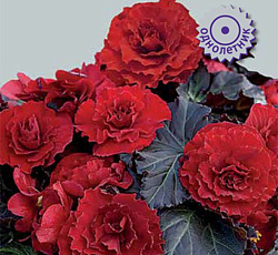 Бегония клубневая Инфинити Бронз Дип ред