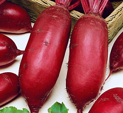 Свекла Казачка