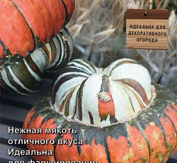 Тыква крупноплодная Турецкая чалма