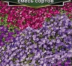 Обриета Каскадная смесь сортов