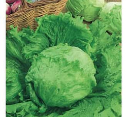 Салат айсберг Колобок (кочанный)