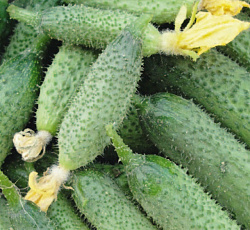 Огурец Король рынка F1