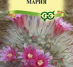 Маммиллярия бокасанская (кактус) Мария