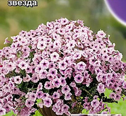 Петуния мини Минибелло сиреневая звезда F1 (многоцветковая)