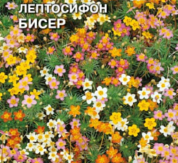 Лептосифон Бисер (смесь окрасок)